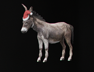 Dominic the Christmas Donkey Garage Gear